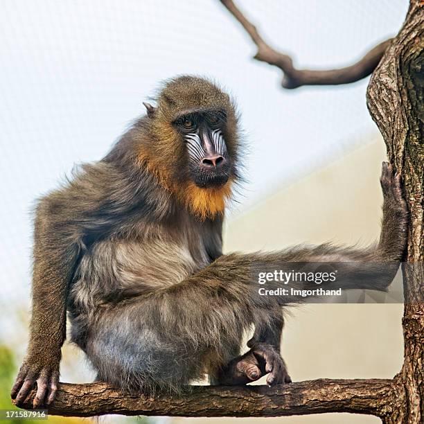 Mandrill Java Mandrills Photos and Premium High Res Pictures - Getty Images