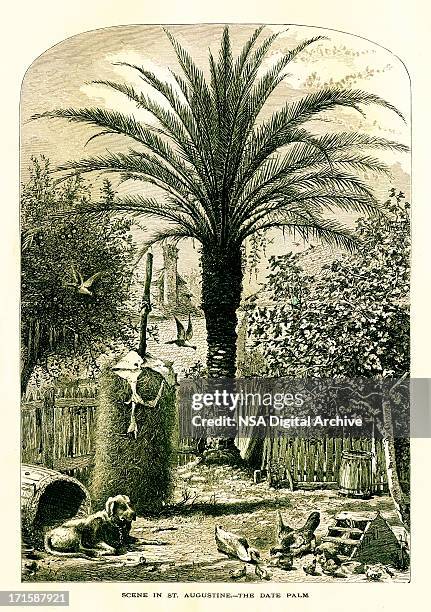 ilustraciones, imágenes clip art, dibujos animados e iconos de stock de st. augustine, florida-la fecha histórica palm/ilustraciones - date palm tree