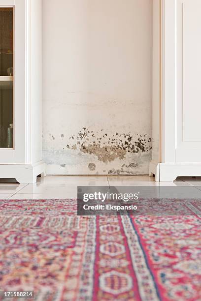 mold formação de manchas na parede húmido entre os compartimentos - mofo imagens e fotografias de stock