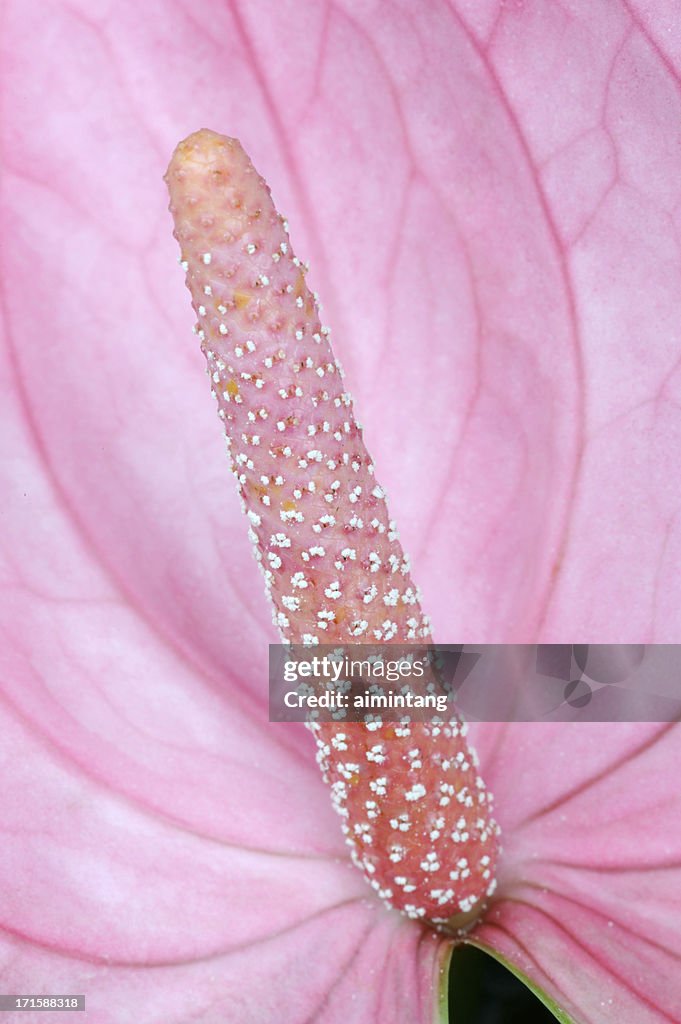 Anthurium in Macro