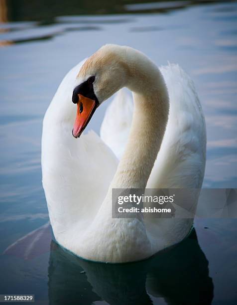 swan - swan stock pictures, royalty-free photos & images