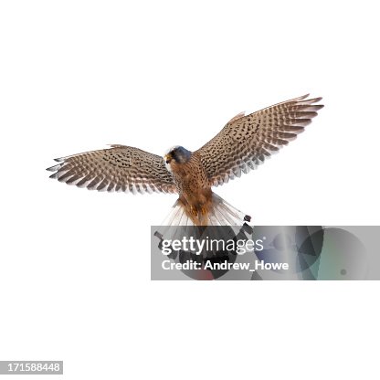 Kestrel Rear View Kestrel High-Res Stock Photo - Getty Images