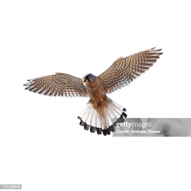 kestrel (falco tinnunculus) - falcons stock pictures, royalty-free photos & images