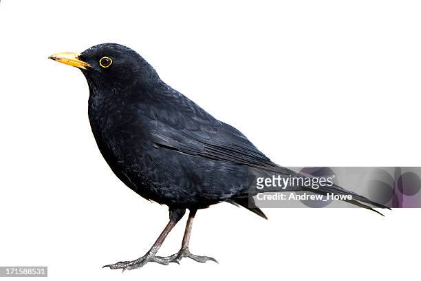 blackbird (turdus merula) - birds isolated stock pictures, royalty-free photos & images
