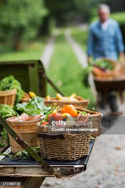 baskets of harvested vegetables in garden. - farm to table stock pictures, royalty-free photos & images