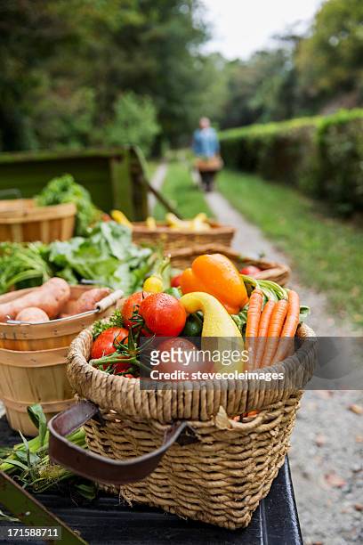 baskets of harvested vegetables in garden. - carrot farm stock pictures, royalty-free photos & images