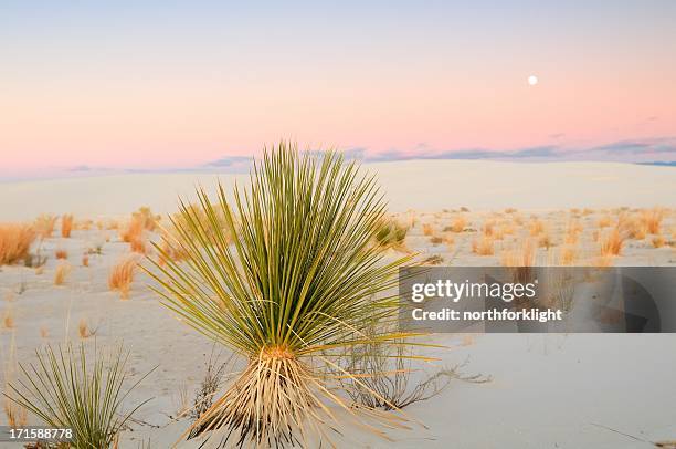 lonely yucca below moon rise - chihuahua desert stock pictures, royalty-free photos & images