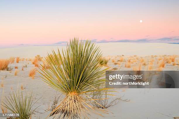 lonely yucca below moon rise - chihuahua desert 個照片及圖片檔