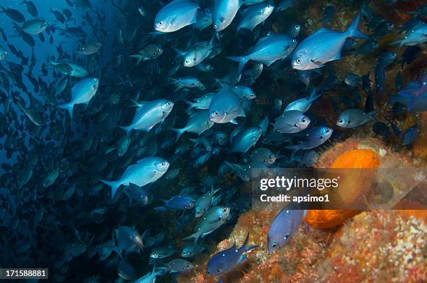 blue maomao and sponge - pomatomus saltatrix stock pictures, royalty-free photos & images