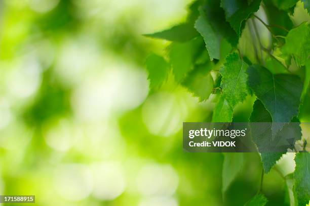 blätter. - birkenblätter stock-fotos und bilder