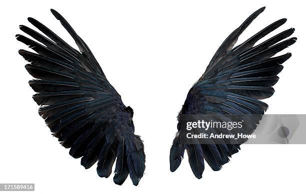 wings isolated on white - white crow stock pictures, royalty-free photos & images