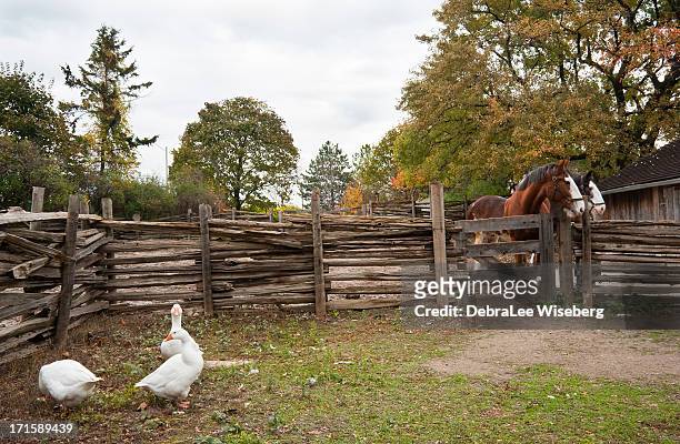 day at the farm - domestic animals stock pictures, royalty-free photos & images