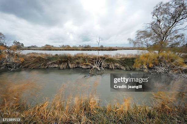 windy matin de camargue marsh - roseau photos et images de collection