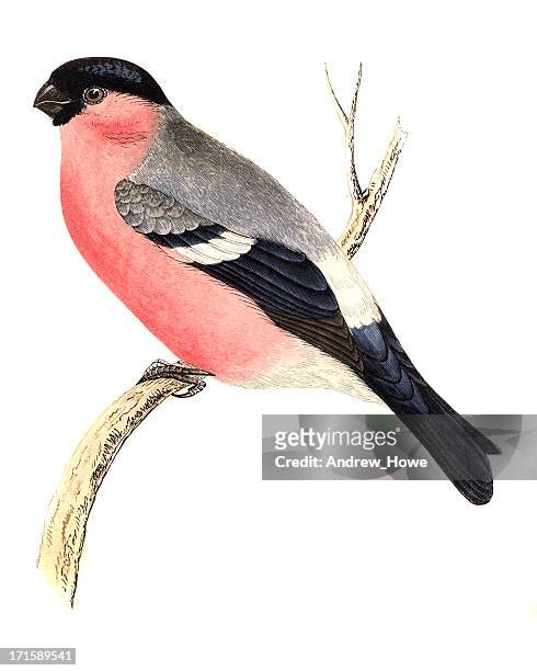 bullfinch - hand coloured engraving - songbird stock illustrations