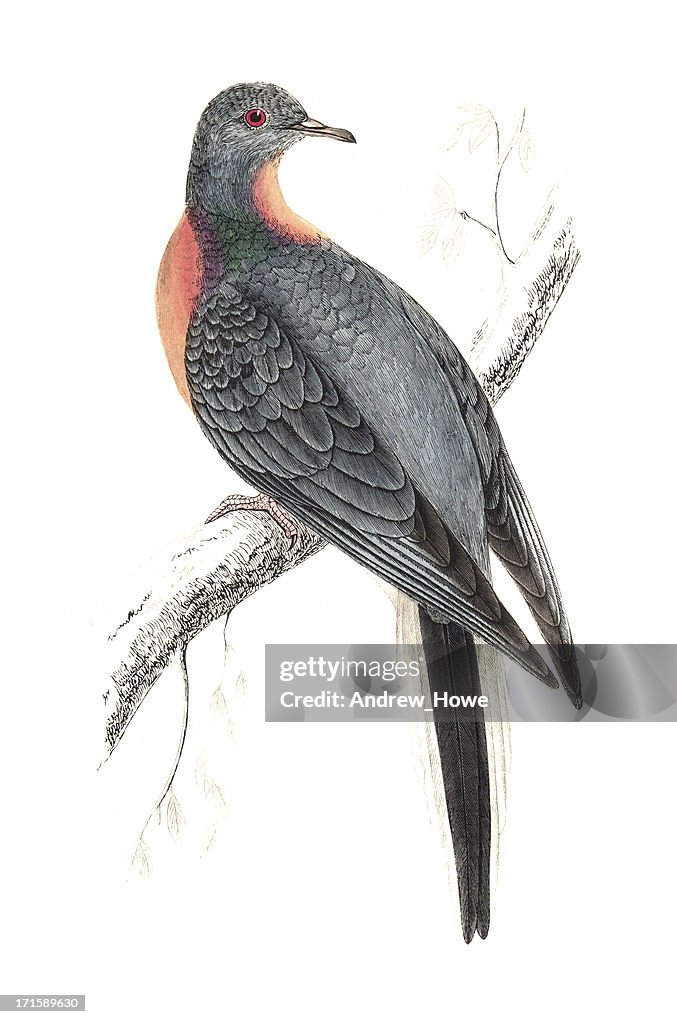 Passenger Pigeon - Hand Coloured Engraving