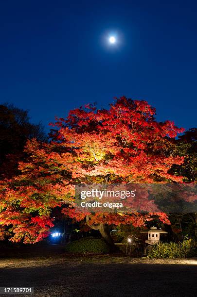 momiji in night - momiji tree stock pictures, royalty-free photos & images