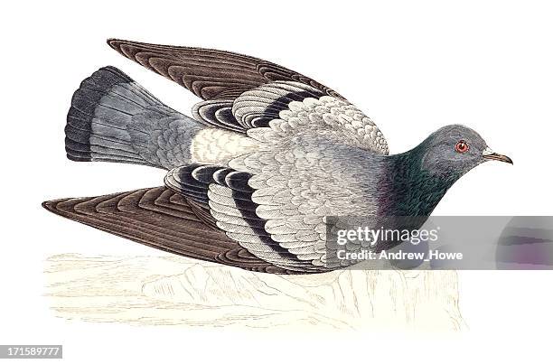 rock dove - hand coloured engraving - pigeon stock illustrations