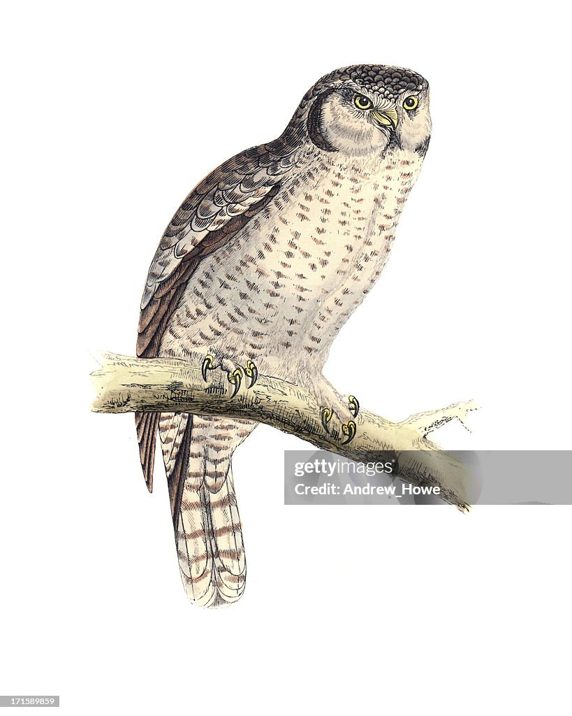 Hawk Owl - Hand Coloured Engraving