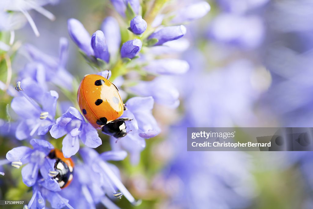 Lady bugs on blue veronica