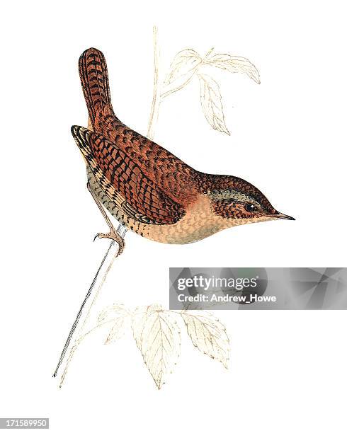 wren - hand coloured engraving - wren stock illustrations