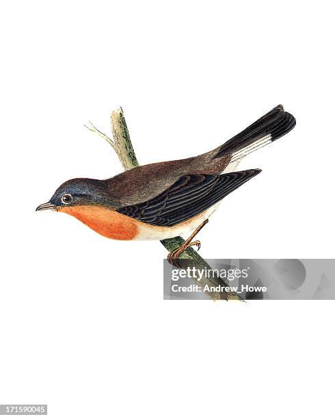 stockillustraties, clipart, cartoons en iconen met red-breasted flycatcher - hand coloured engraving - vogels