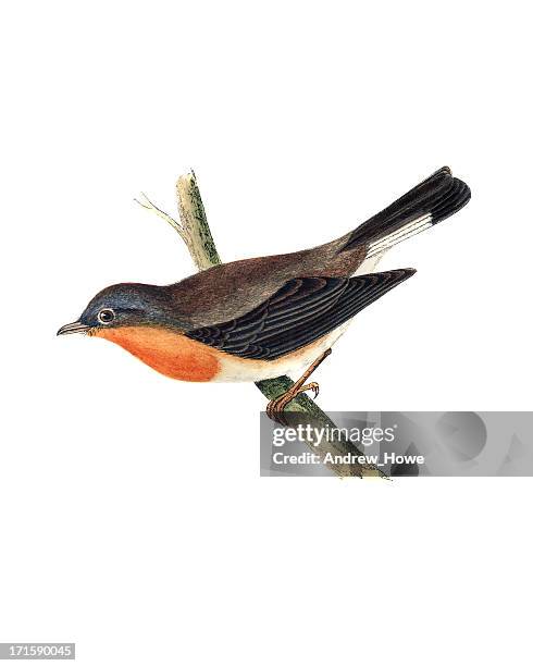 red-breasted flycatcher - hand coloured engraving - hand colored stock illustrations