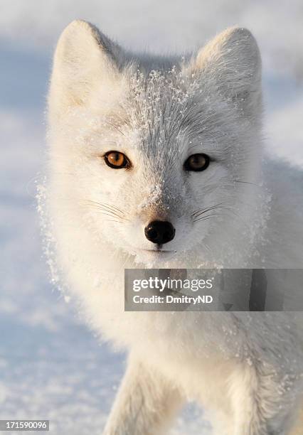 arctic fox. - polar climate stockfoto's en -beelden