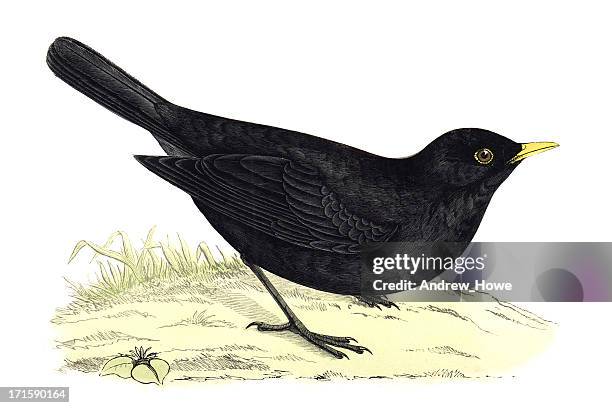 stockillustraties, clipart, cartoons en iconen met blackbird - hand coloured engraving - lijster