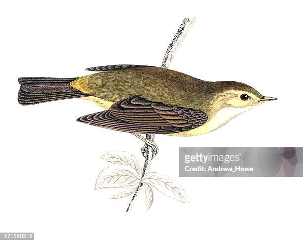willow warbler - hand coloured engraving - animal drawn stock illustrations