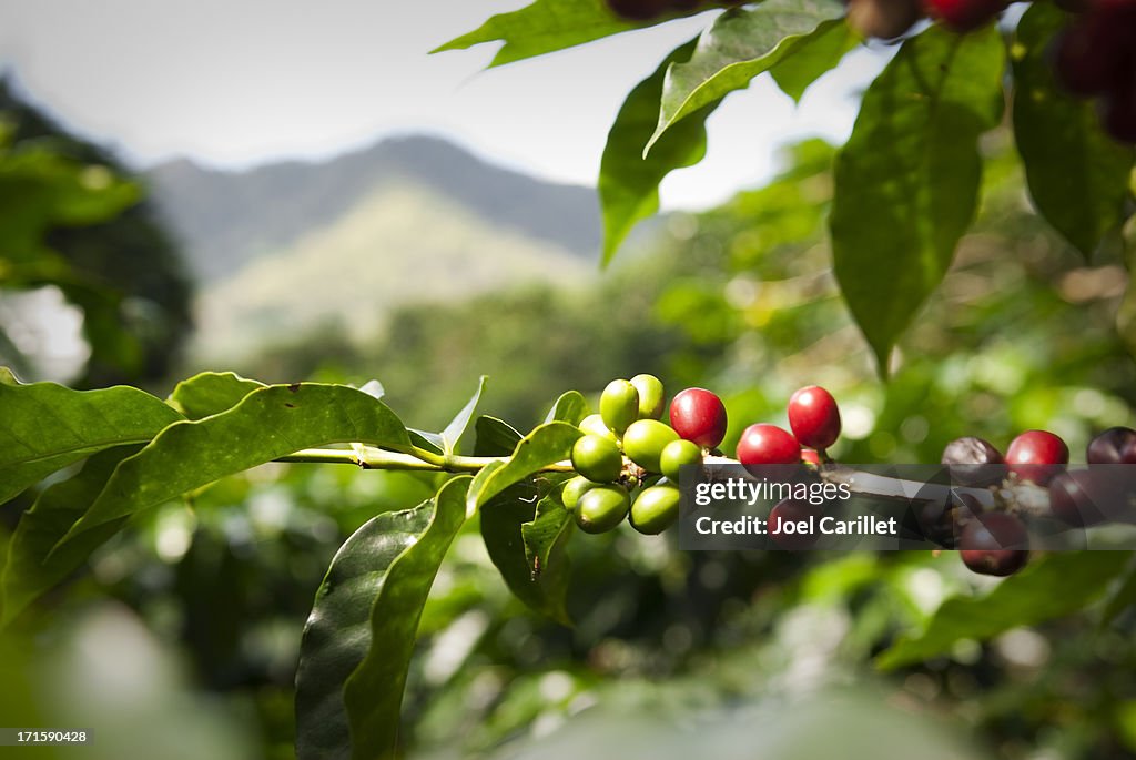 Ripe coffee beans (cherries)