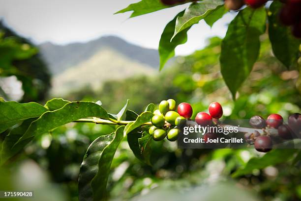 ripe coffee beans (cherries) - coffee crop stock pictures, royalty-free photos & images
