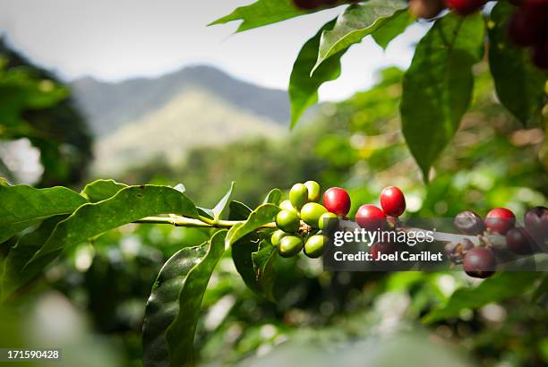 ripe coffee beans (cherries) - central america landscape stock pictures, royalty-free photos & images