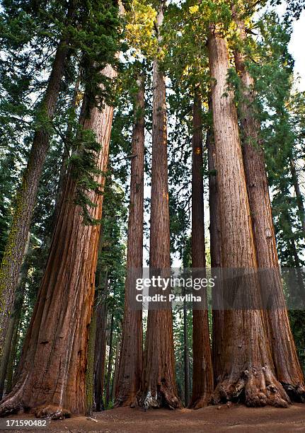 gruppo di con le sue sequoie giganti nella national park in california, stati uniti - sequoia rossa foto e immagini stock