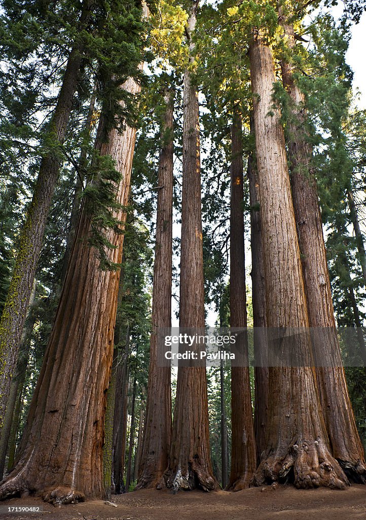 Grupo de gigante no Parque nacional das Sequoias Califórnia EUA
