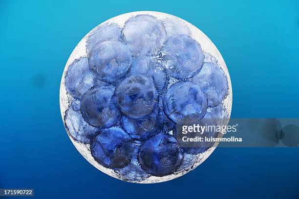 cell - human egg cell stock pictures, royalty-free photos & images
