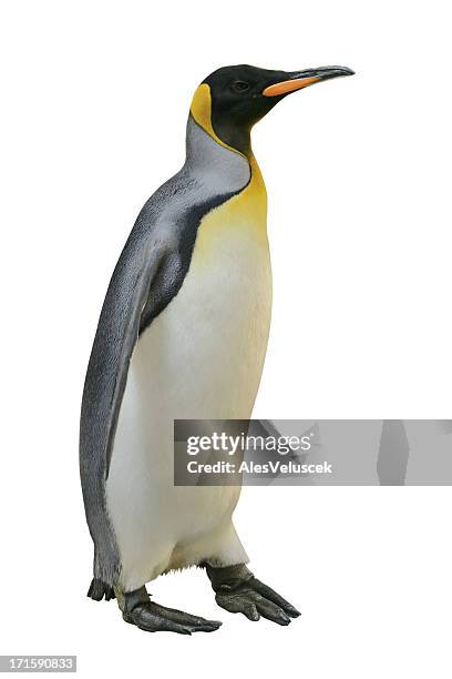 emperor penguin - flightless bird stockfoto's en -beelden
