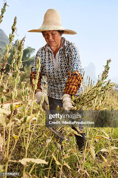 sesam "harvest - sesam stock-fotos und bilder