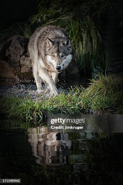 intimidante lobo gris en el norte de minnesota. - lobo fotografías e imágenes de stock