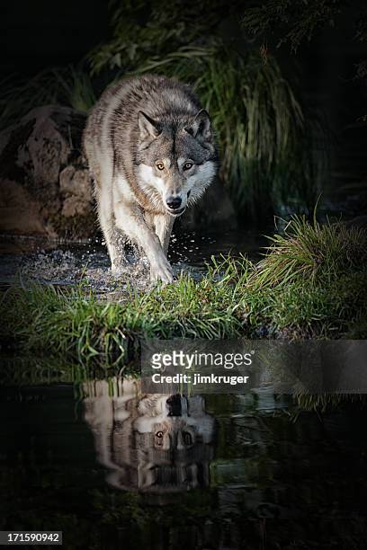 intimidating gray wolf in northern minnesota. - 狼 野狗 個照片及圖片檔