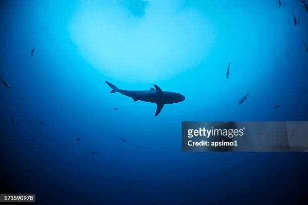 requin - requin dagsit photos et images de collection