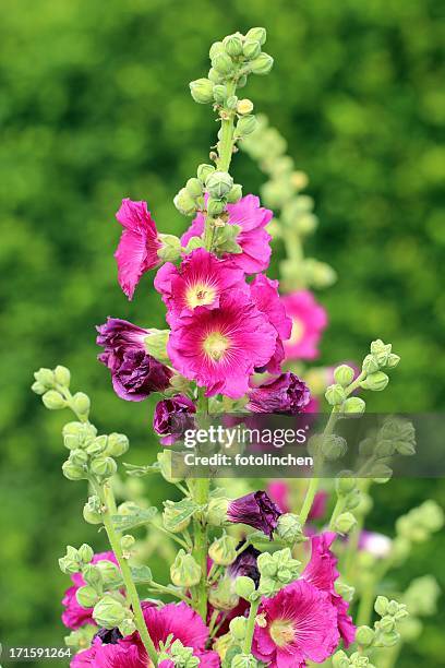 pink hollyhocks flowers - hollyhock stock pictures, royalty-free photos & images