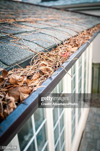 eavestrough clogged with leaves - iv - cleaning gutters stock pictures, royalty-free photos & images