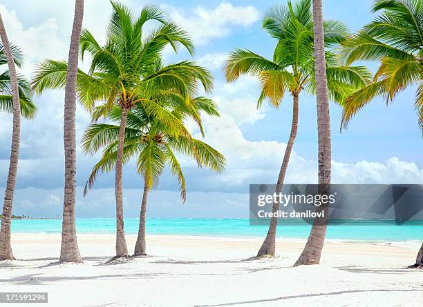 cap cana seacoast - beach and palm trees stock pictures, royalty-free photos & images