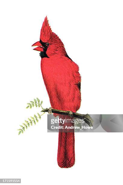 cardinal engraving - bird watching stock illustrations