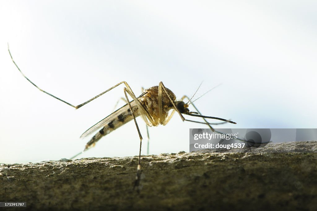 Mosquito Aedes