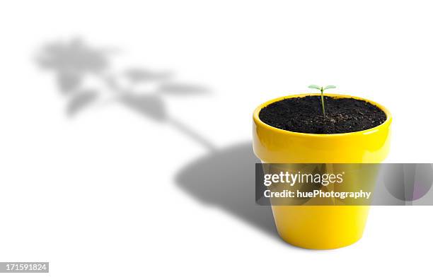 plant growth - correction stockfoto's en -beelden