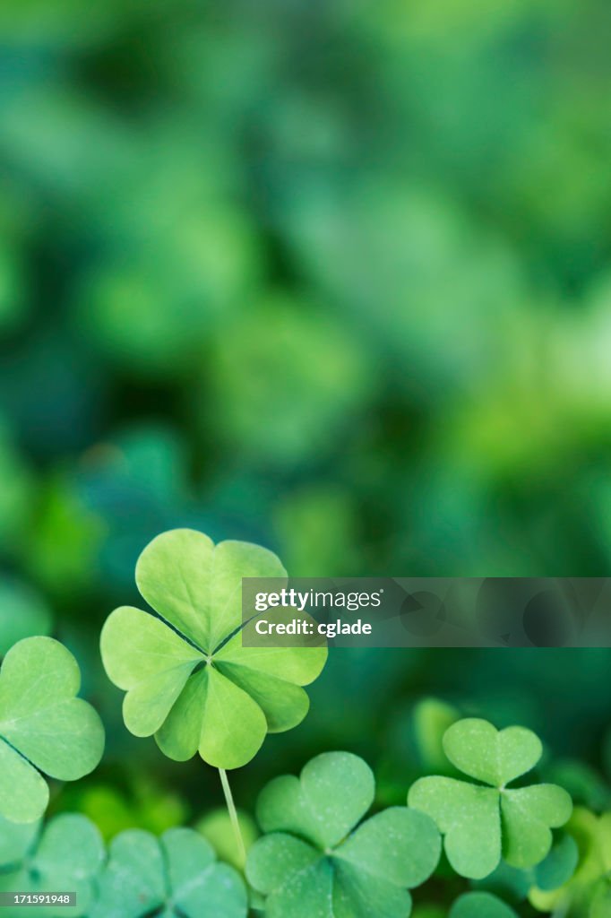 Four Leaf Clover Background Vertical