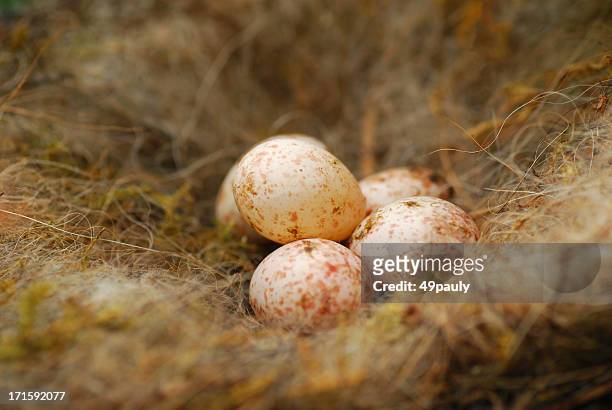 eggs of the great tit - animal nest stock pictures, royalty-free photos & images