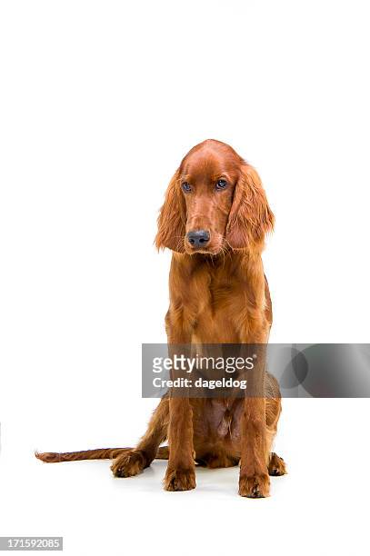 i'm sorry... - irish setter stock pictures, royalty-free photos & images
