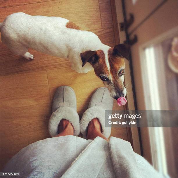 dog waiting to go outside - looking down at feet stock pictures, royalty-free photos & images